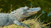 Alligator spotted near Troup County's Lake Jimmy Jackson