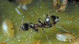 4 SC ant species coming for your home soon if they haven’t already. How to keep them out