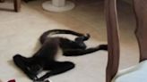 Mono se refugió en departamento por “Beryl“
