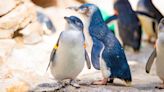 Birch Aquarium welcomes five Little Blue Penguin chicks this season