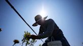 20,000 workers a year are injured by California's extreme heat. What can the state do?