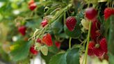 5 strawberry diseases that can damage your crops – plus tips on how to prevent them
