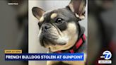 Montebello couple devastated after beloved French bulldog stolen at gunpoint