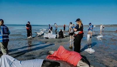 Bottlenose dolphins stranded on Cape Cod, part of record-breaking year for rescues in area - The Boston Globe