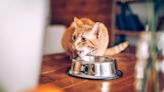 Do anti-vomit cat bowls work? A vet’s opinion