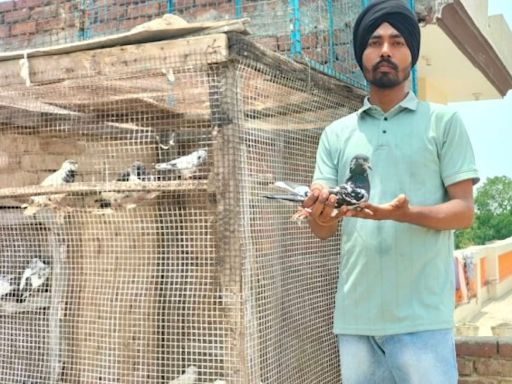 NRI sponsors, live broadcasts and now, a murder: The world of pigeon racing in Punjab