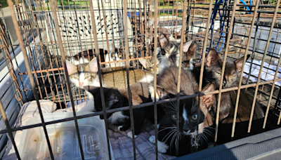 30 cats found locked in cages, abandoned on side of Logan County road