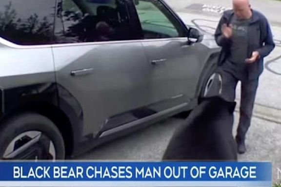 Have You Seen This? Canadian stays calm during encounter with bear