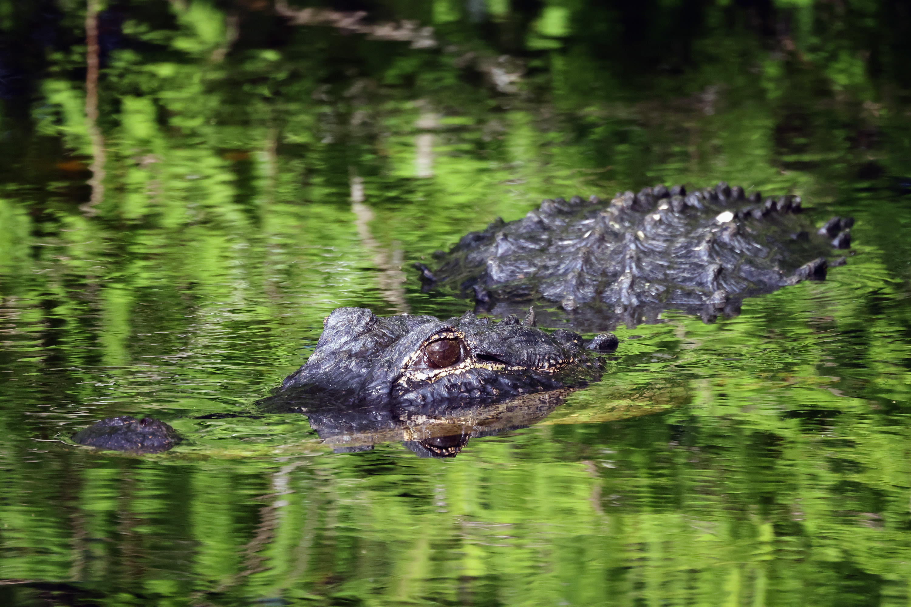 Black bear battles alligators in Florida river: "Shock"
