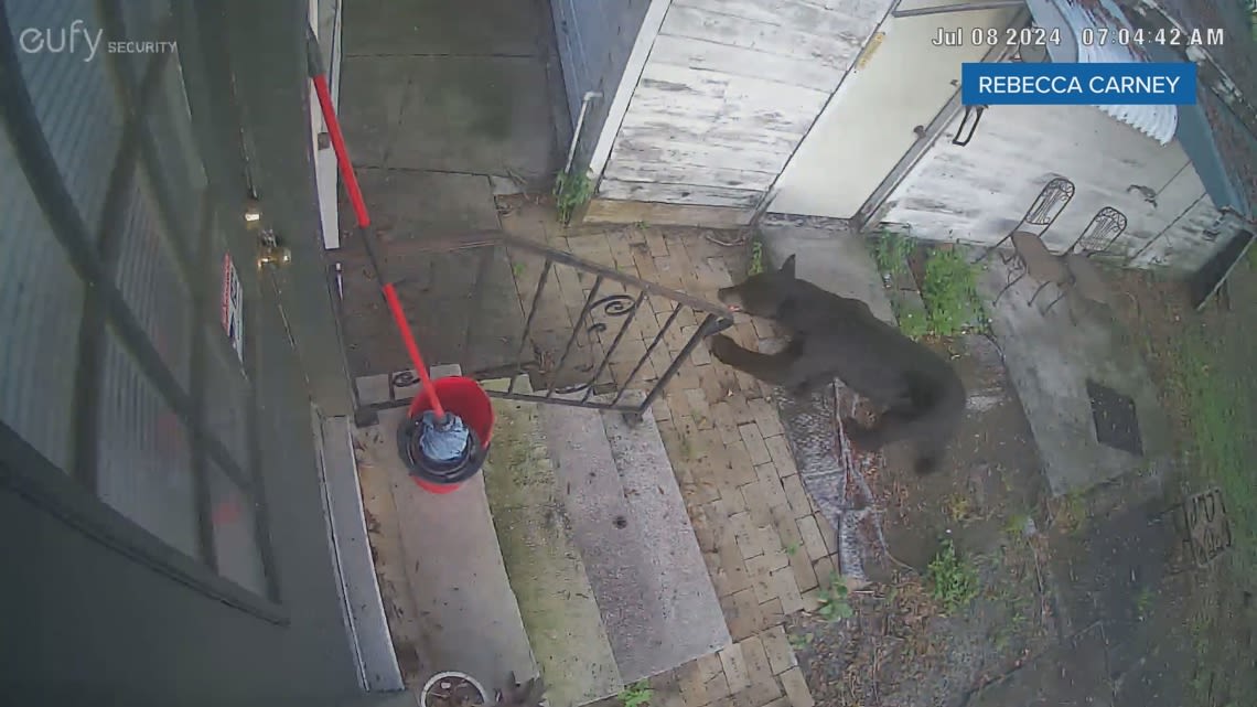 Black bear wanders Lakeland neighborhood and eludes capture