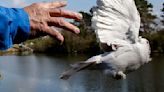 Carrier pigeon race on D-Day in New Orleans will honor the winged messengers of World War II