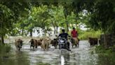 Assam floods: Over 16 lakh people impacted; endangered animals drown in Kaziranga - CNBC TV18