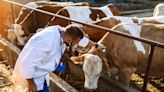 Bird flu has hit US cows but tracking efforts fall woefully short