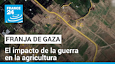 Los Observadores - La agricultura: otra cara del impacto de la guerra en Gaza