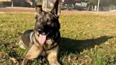 K9 Riggs aids in arresting two linked to stolen vehicle and drug paraphernalia