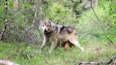 Colorado to source gray wolves from Oregon for reintroduction