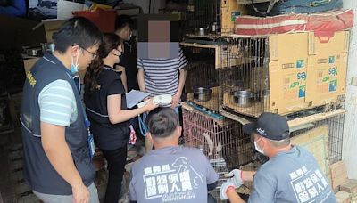 番路鄉疑非法繁殖場不當飼養 家畜所將依法開罰並扣留犬貓至動保園區