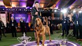 The best photos from the 2022 Westminster Kennel Club Dog Show