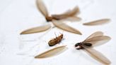 大水蟻是「蟑螂親戚」一對飛進屋內恐蹦出驚人後代 - 生活