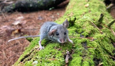 Furry thieves are running loose in a Maine forest, research shows