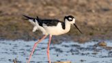 Nature: Black-necked stilts are stars at parks in Ohio