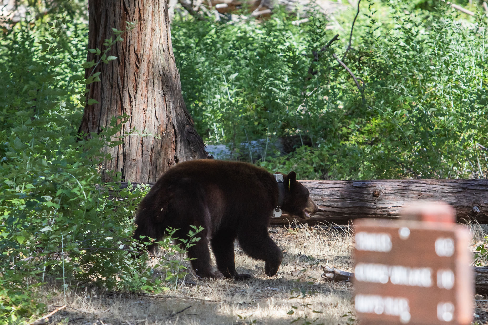 Trash-eating bear reportedly charges visitor in Yosemite