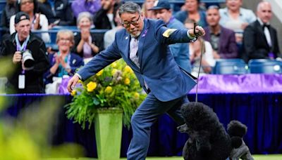 See the adorable photos from this year’s Westminster Kennel Club dog show