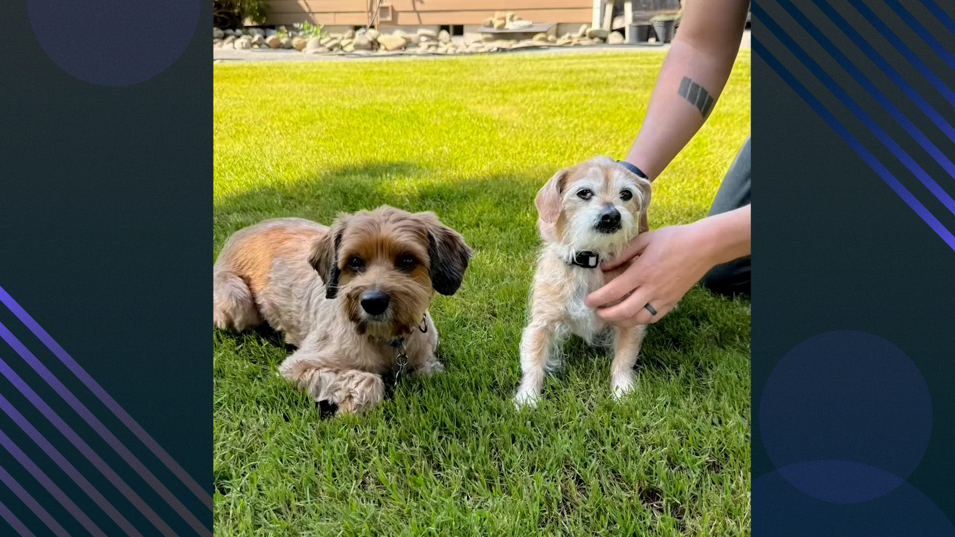 Watch a DNA test reunite a dog with his long lost mom