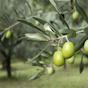 Olive tree