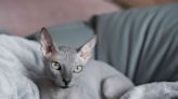 212 Hairless Cat Names For Your Beautifully Bald Feline