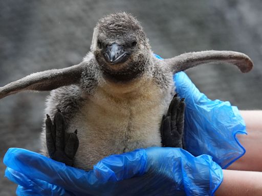 Penguin chicks ‘growing fast’ after arrival in safari park colony