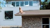 Golden Retriever Loves Greeting Neighbors from the Roof of Texas Home: 'Never Met a Stranger'