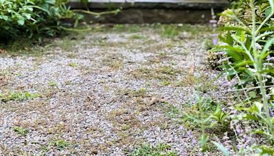 Homemade solution 'works very well' to banish weeds from driveways