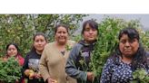 Mujeres zapotecas emprenden con productos de medicina ancestral