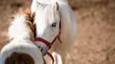 Ponies Gather to Comfort Mom As She Prepares to Bury Beloved Dog