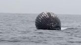 鯨屍脹成「巨型黑球」隨時爆炸 挪威漁民驚呆：恐噴腐爛血肉
