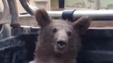 A bear believed to be intoxicated off hallucinogenic honey was rescued in Turkey. The country is now asking the public to help name the cub.