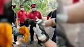 Rescatan a un bebé mono a punto de morir por una ola de calor en México - La Tercera
