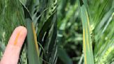 Cereal leaf disease minimal in Alberta but be aware of blown-in stripe rust - AGCanada