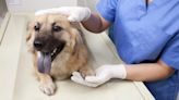 Narrowed Bronchi in Dogs: Symptoms, Causes, & Treatments