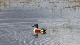 Bird Blitz records impressive numbers