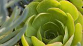 Redlands Horticultural and Improvement Society offers program on making wreaths with succulents