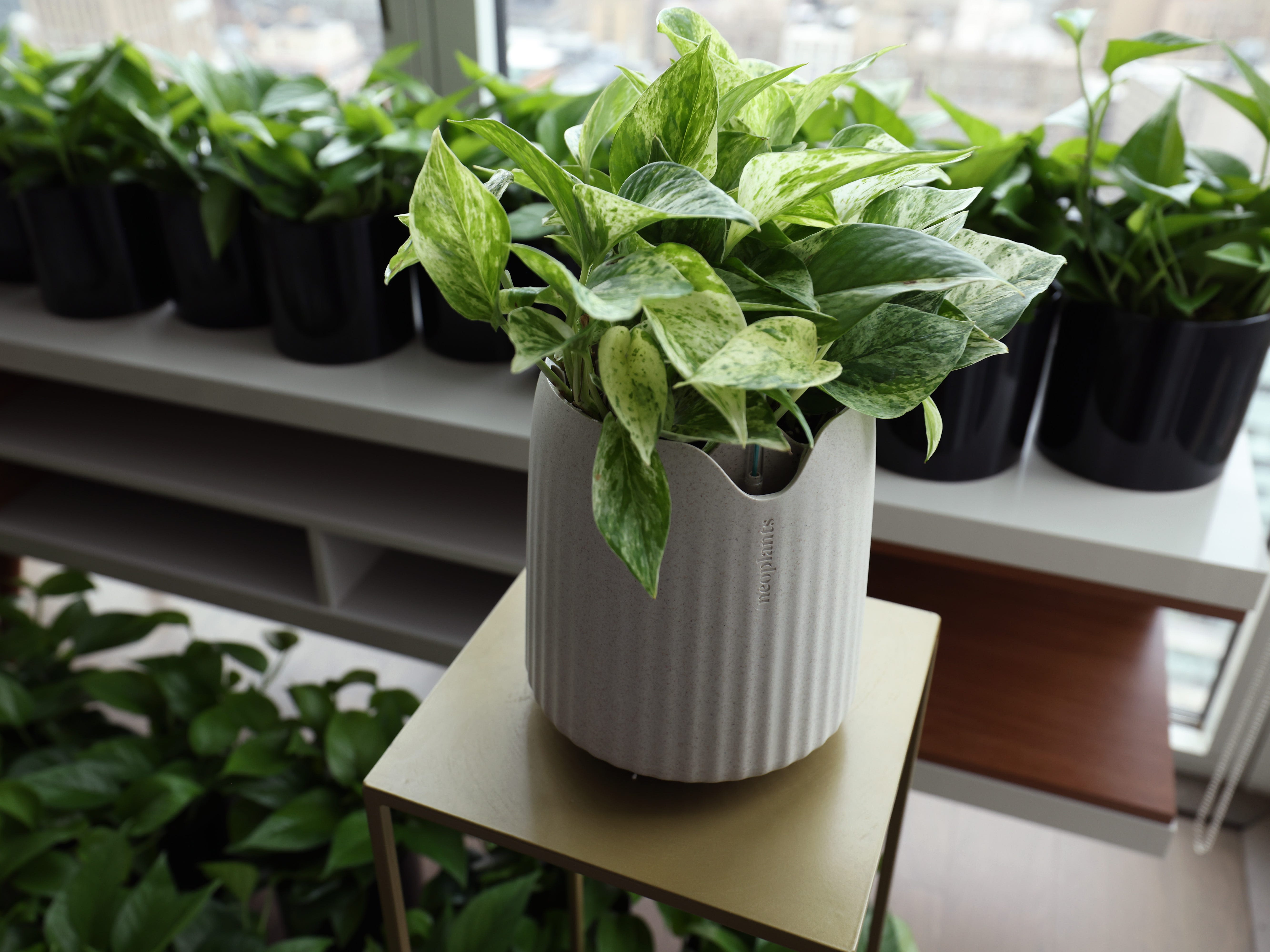 This $119 houseplant is bioengineered to remove harmful air pollution in your home.