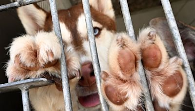 Animal intake at San Bernardino shelter could double to 12,000 in the next year