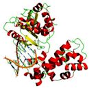 DNA polymerase