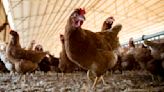 Bird flu concerns grow in California as deadly virus infects more farms