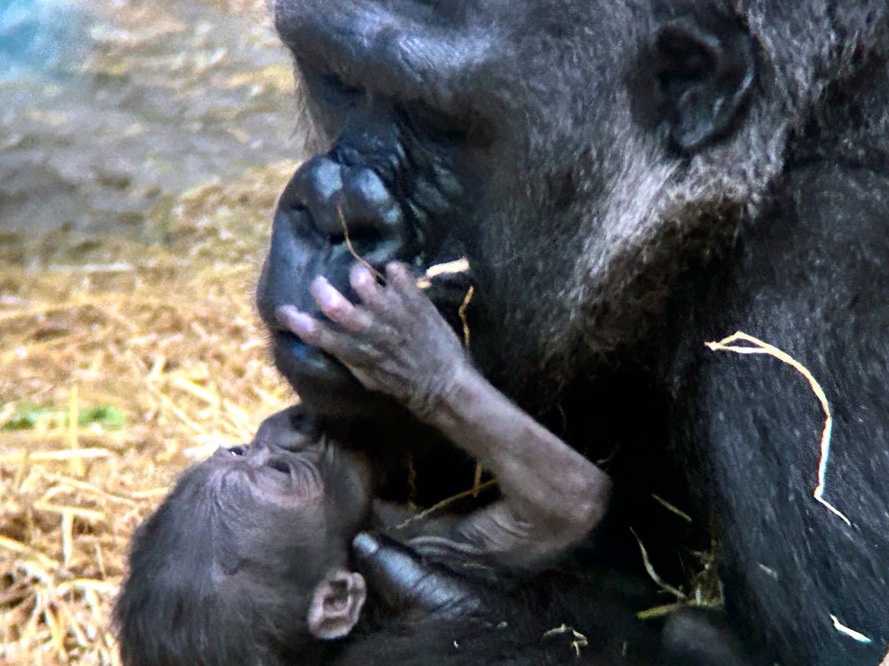 Baby gorilla is born at Detroit Zoo, the first in its 96-year history