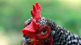CDC investigating salmonella outbreak linked to backyard poultry