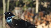 Grackles are a noisy sign of spring: Nature News