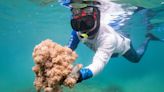 "Unomia stolonífera", el coral que invade las costas de Venezuela y amenaza el Caribe Héctor Pereira